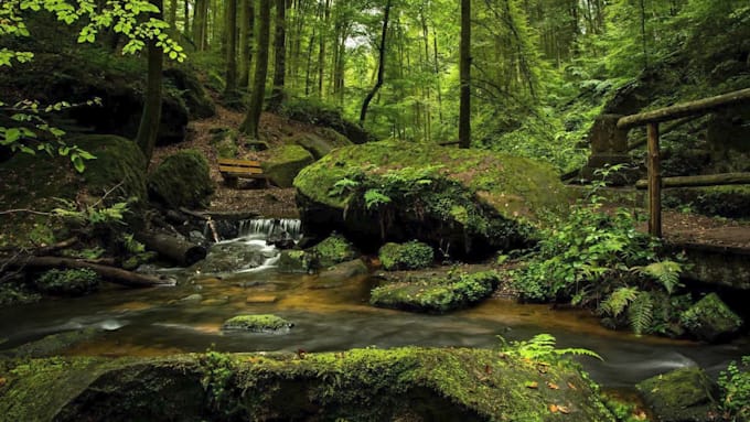 create forest nature sounds,ambience relaxing video