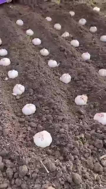 do expert agronomy servieces agricultural consulting
