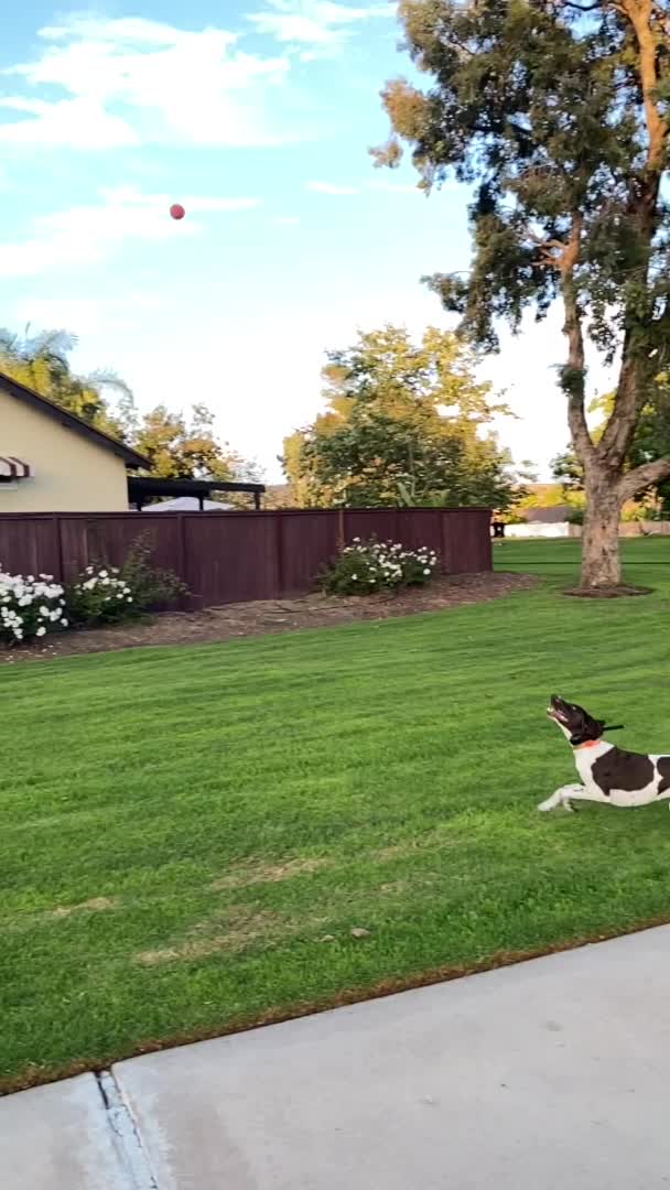 be the best dog model, ever