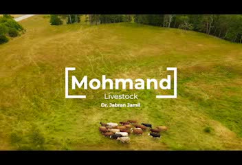 do logo  animation for you