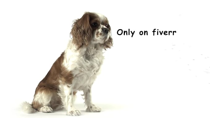 make beautiful logo reveal with dog