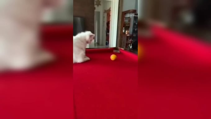 create a funny and cute animal, pet compilation videos