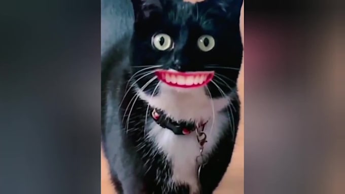 make your animal videos go viral with expert editing