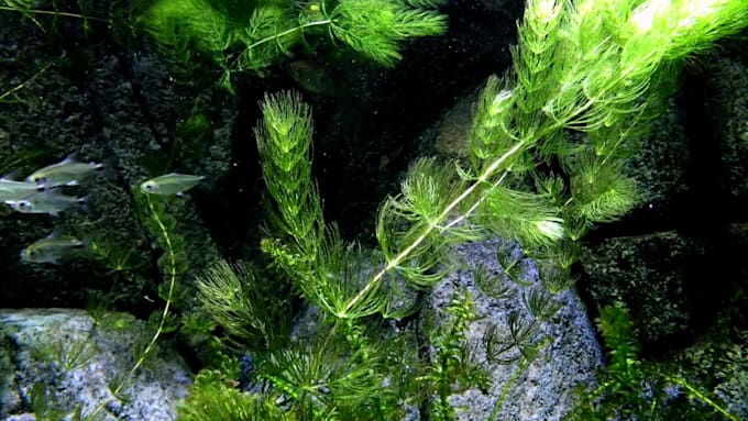 write engaging and useful articles on aquariums and fishes