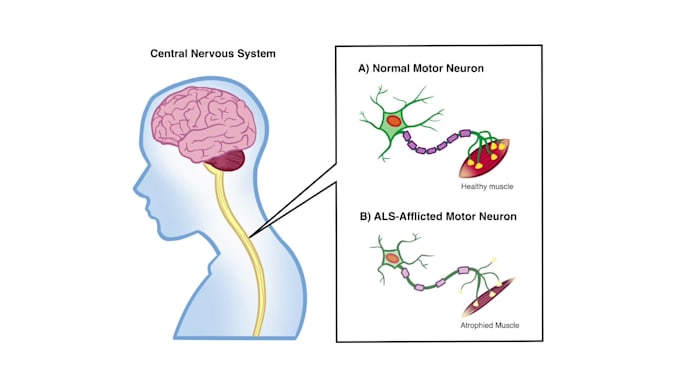 design medical and scientific illustrations and figures
