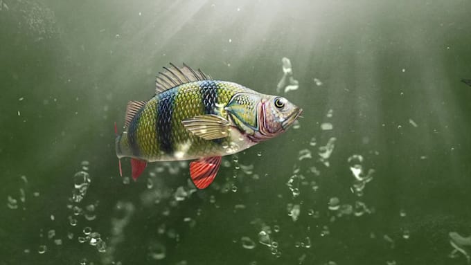 do original fish intro video
