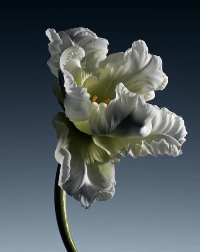 render cgi realistic flower animation,3d flower model design, vfx animation