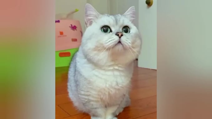 English Humour British Humor Funny British Videos Funny English