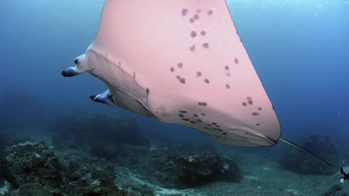 an underwater videography high quality