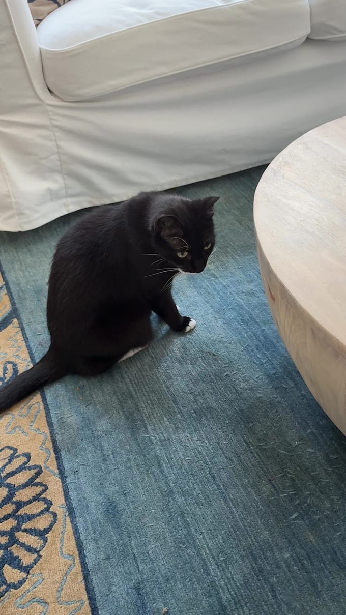 create authentic cat ugc videos for your pet brand