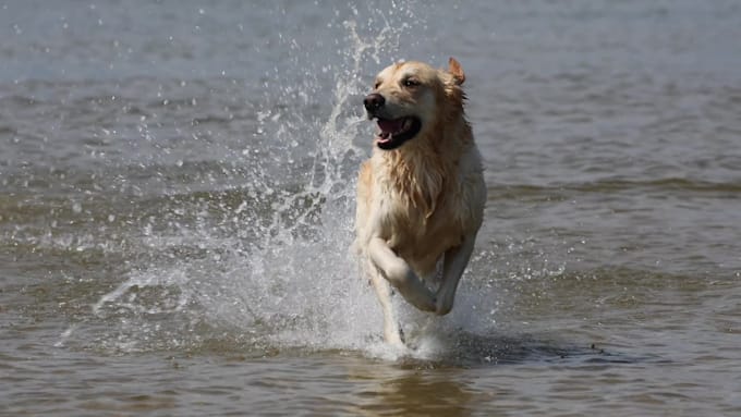 take animal photos for you