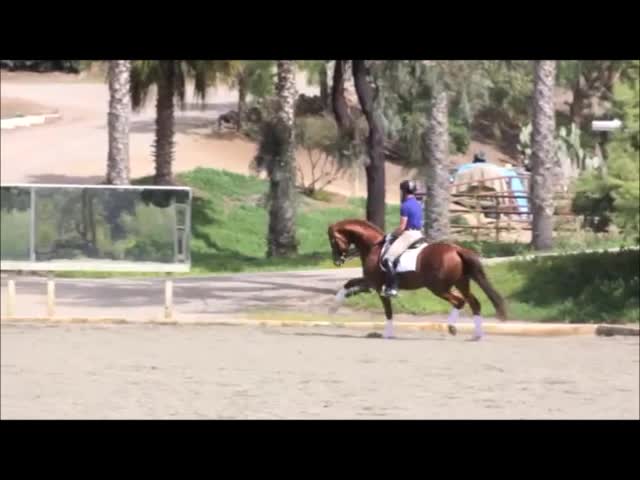 create your equestrian show music