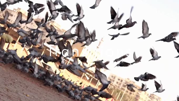 do expert video editing and color grading
