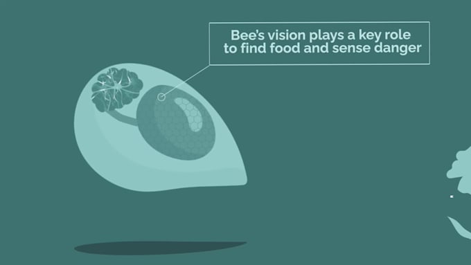 create an animated explainer video