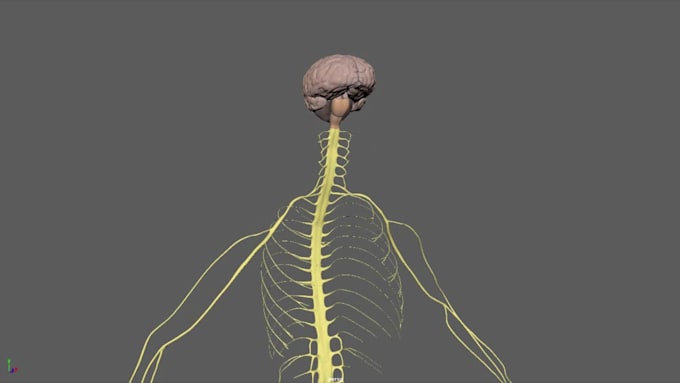 create a stunning medical animation for your research