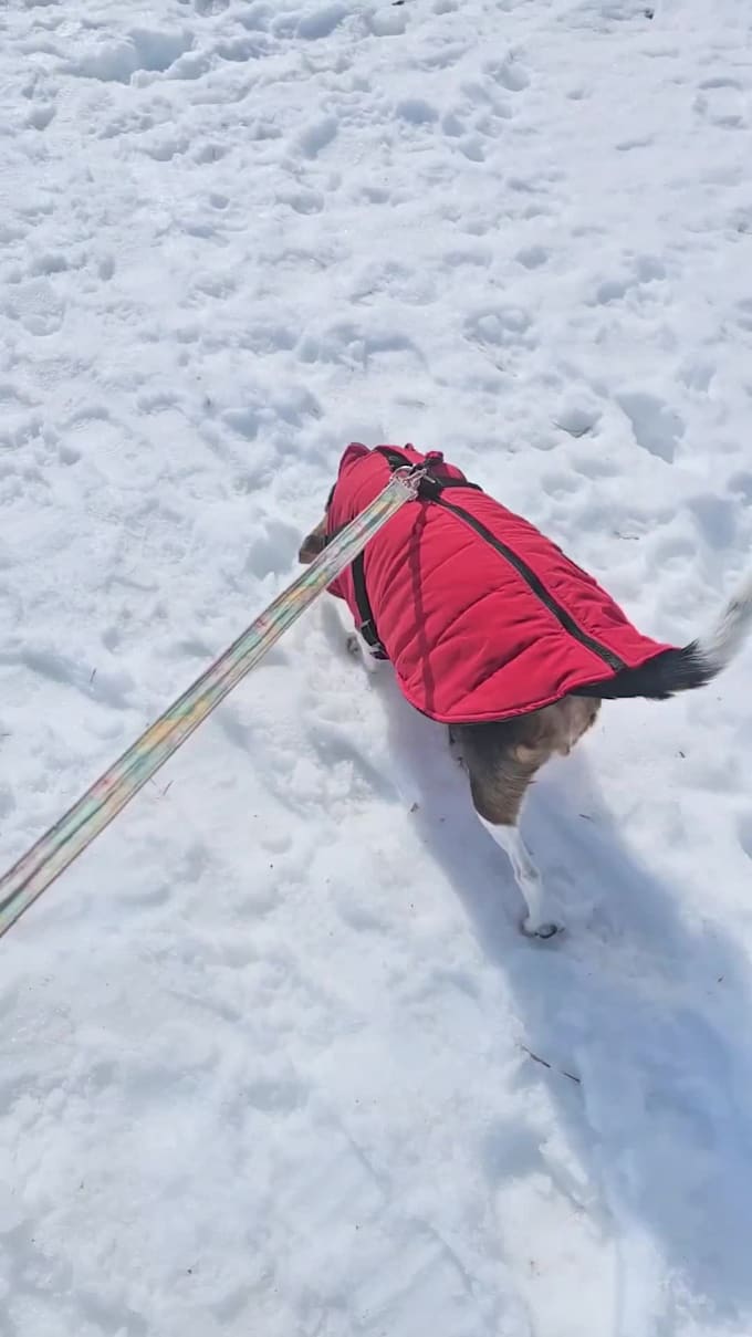 create pet ugc videos featuring my beagle, rosie