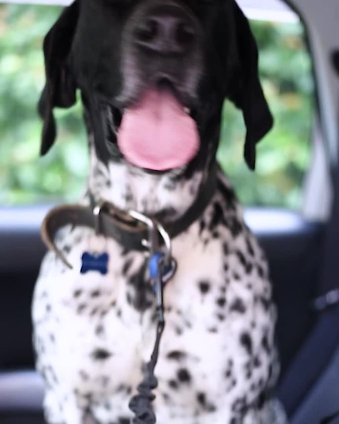 create authentic pet ugc video ads for your pet products with pro editing
