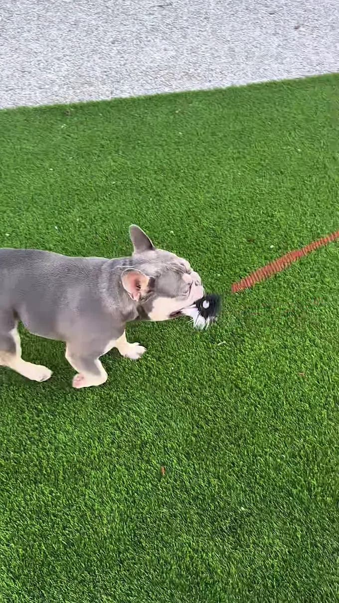 create authentic pet ugc videos with my french bulldogs