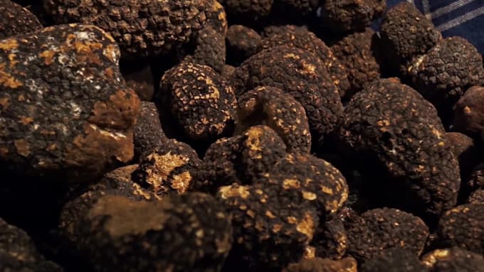 help you train your dog to find truffles