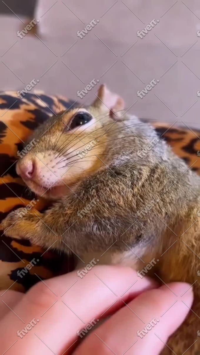 Make 800 viral shorts and funny pet videos by Viral_short