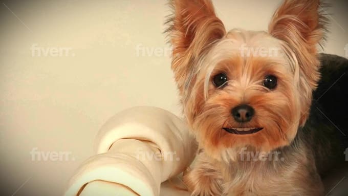 Make your dog or sing a birthday for you by Mendez81 | Fiverr