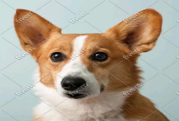 corgi singing happy birthday