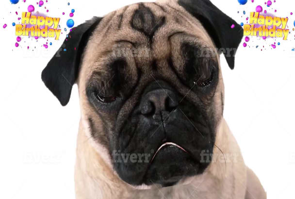 pug singing happy birthday