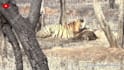 create wildlife animals copyright free fighting videos for youtube