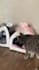create ugc videos with my cats for your pet brand