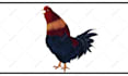 make hand drawn 2d animations for you