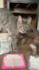 create ugc videos with my cats for your pet brand