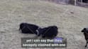 create wildlife animals copyright free fighting videos for youtube