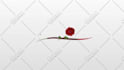 create professional custom logo animation intro
