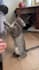 create ugc videos with my cats for your pet brand