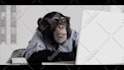 create a monkey business cinematic video ad
