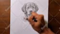 draw portrait of your pet