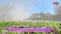 turn blog post, text, script, article to video 4k, voice over with stock footage