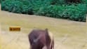create wildlife animals copyright free fighting videos for youtube