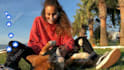 create wildlife animals copyright free fighting videos for youtube