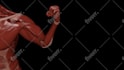 rig and animate your 3d model