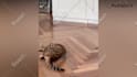 create funny viral cat dog animal pet videos compilation for youtube or facebook