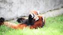 create wildlife animals copyright free fighting videos for youtube