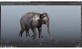 rig 3d animals, character, creatures, in maya for animation and games
