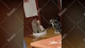 create funny viral cat dog animal pet videos compilation for youtube or facebook