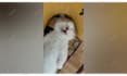 create funny animal compilation videos for youtube and fb