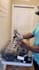 do professional video editing premiere pro