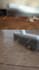 create dog ugc videos for your product or and pet services