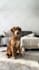 create dog ugc video ads or photo with my golden retriever