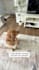 create dog ugc video ads or photo with my golden retriever