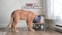 create dog ugc video ads or photo with my golden retriever